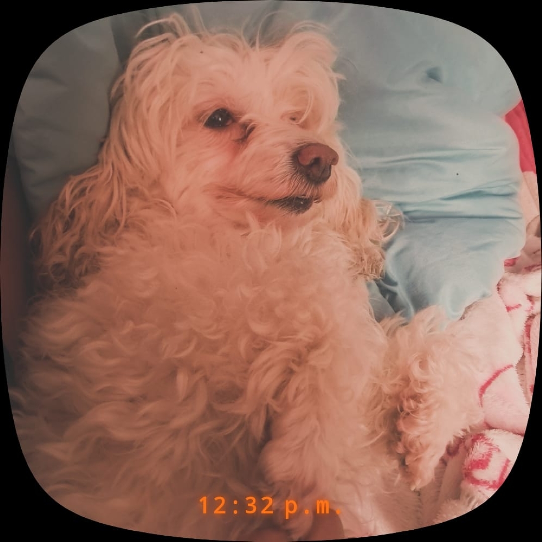 Perro Kira
