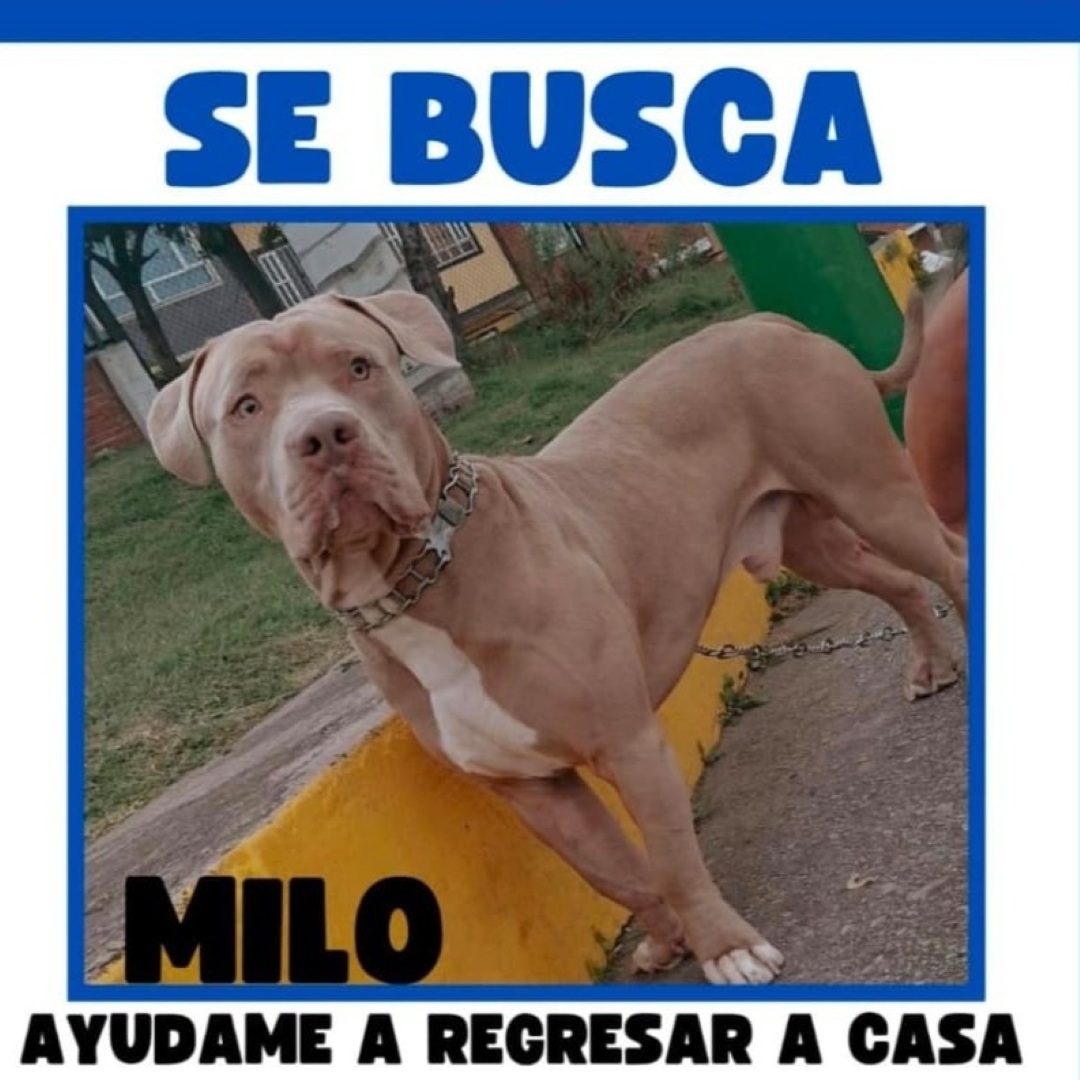 Milo