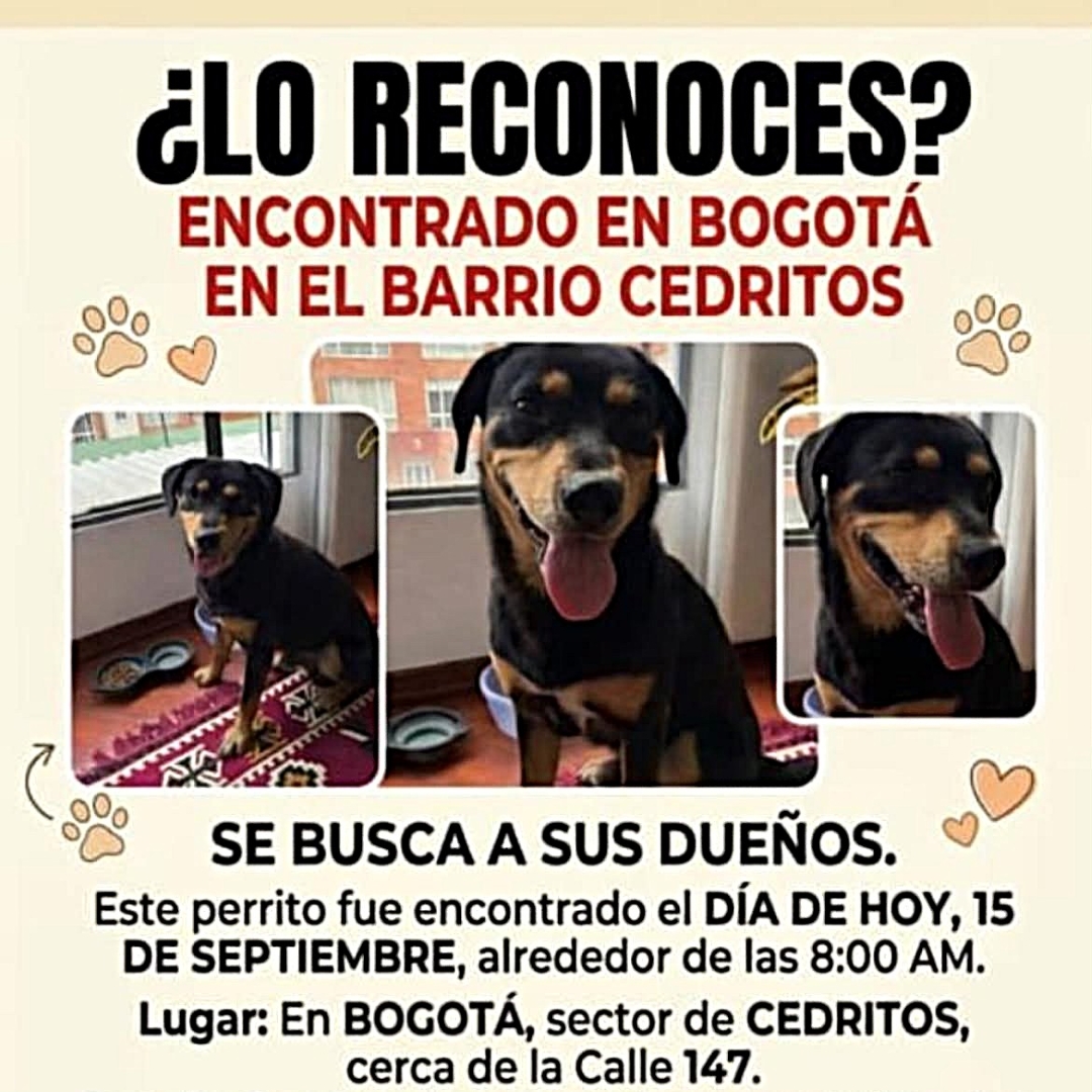 Perro N.N.