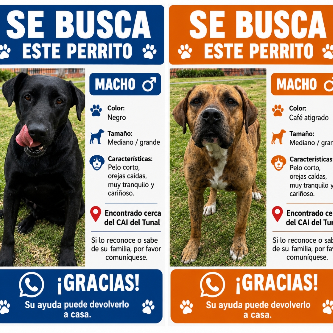 Perros N.N.