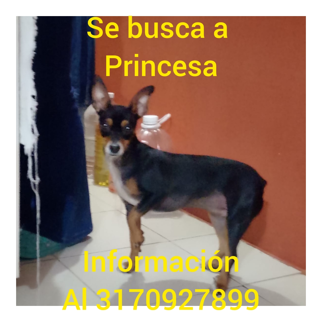 Perro