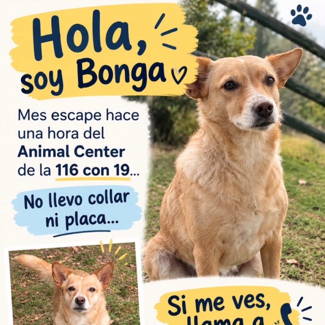 Bonga