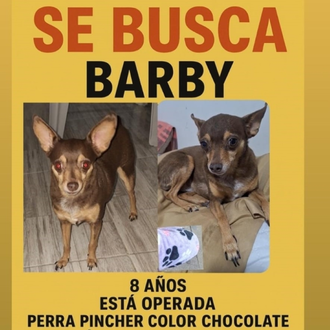 Perro Babry