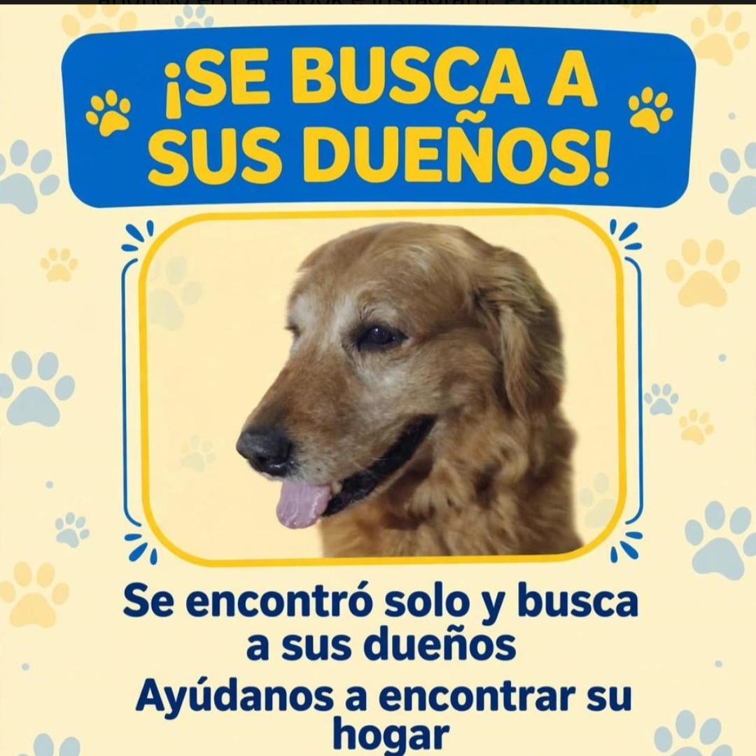 Perro NN